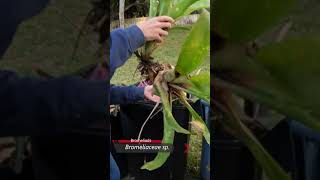 We found a free discarded tropical speckled Bromeliad plant in the trash [upl. by Lucian]