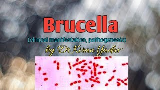 Microbiology lectureBrucella  disease symptoms pathogenesisBrucella microbiology [upl. by Bush]