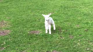 Cute baby lamb has a loud baa [upl. by Notniuq462]