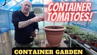 Container Tomatoes Gardening Allotment UK Grow Vegetables At Home [upl. by Artemla]