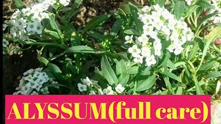 42How to grow and care Alyssum winter flowers [upl. by Odnomar713]