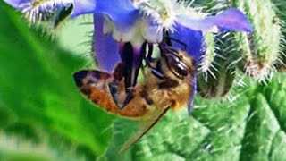 Honey Bees Nectaring Borage  October 15 2014 [upl. by Amorita]