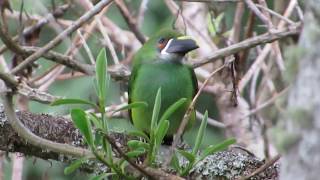 Emerald Toucanet  Tucanét Esmeralda  Aulacorhynchus prasinus Colombia [upl. by Atnauqahs]