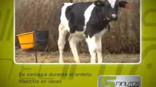 Agosto 2010 Mastitis por Mycoplasma [upl. by Gilmour]