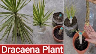 How to grow Dracaena Plant Cutting in water and soil gardening youtubevideo dipas garden [upl. by Ainaj]