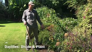 How to Divide and Plant Daylilies [upl. by Rennob]