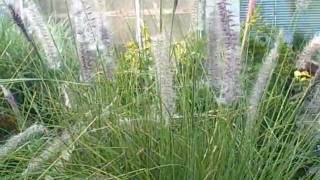 How to Grow Pennisetum Mountain Ruby Grass An Easy to Grow Ornamental Grass [upl. by Lazos494]