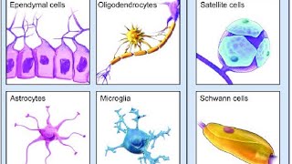 Neuroanatomy Lecture 2 NEUROGLIAL CELL [upl. by Derril]