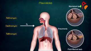 Macrolides Antibiotics Animated presentation Mechanism of action  Kinetics  Resistance  USMLE [upl. by Aneelas]