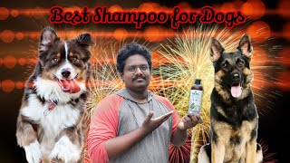 Best dog Shampoo review  best Shampoo for smooth coated dogs  best shampoo for long coated dogs [upl. by Ahsenod]