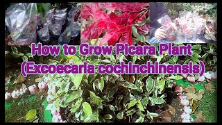 How to Grow Picara PlantExcoecaria cochinchinensis [upl. by Natsyrk]