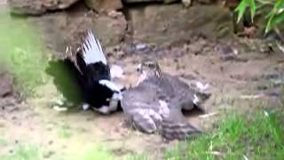 Sperber ertränkt Elster sparrow hawk drowns magpie [upl. by Raina]