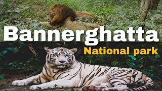 Bannerghatta national park ZOO and JUNGLE SAFARI  not an informational video [upl. by Nyrem956]