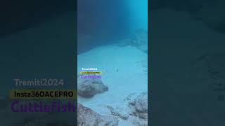 Tremiti 2024 cuttlefish insta360 cuttlefish sea me insta360 paradise tremiti like good [upl. by Klara]