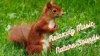 Relaxing Music with Nature Sounds  SQUIRRELSPEACEFUL MUSIC [upl. by Inoj937]