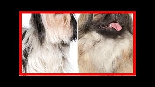 Differences between the pekingese and shih tzu [upl. by Kcirneh]