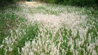 Managing Troublesome Invasive Grasses [upl. by Linehan770]