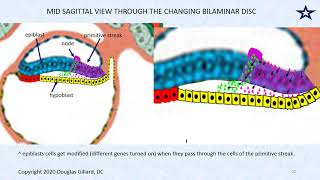 Embryology Gastrulation The Process of Forming the Primitive Streak and Three Germ Layers [upl. by Desberg]