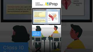 Seminal Vesicles  How Do Organisms Reproduce  Science  Class 10  iPrep iprep learningapp [upl. by Silin398]