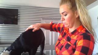 Cane Corso Ear Croping part two [upl. by Ardnas]