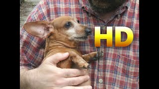 Wiener Dog Song HD [upl. by Eiryt]