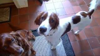 Life with Irish Setters [upl. by Elsy]