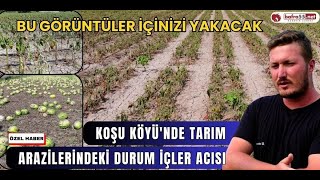 Bu Görüntüler İçinizi Yakacak Koşu Köyünde Tarım Arazilerindeki Durum İçler Acısı [upl. by Idyh]