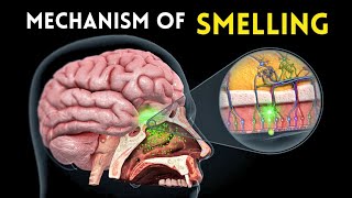 Mechanism of Smelling 👃 Learn Biology With Musawir [upl. by Rumery]