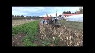 Picking Organic Seed Corn on Wood Prairie Family Farm [upl. by Eramat44]