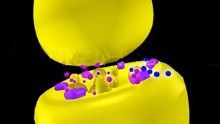 Nicotine amp Muscarine 3D Animation Neurotoxins [upl. by Pattison]