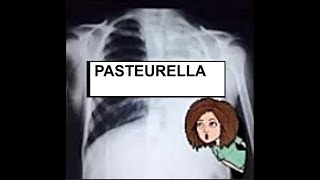 Pasteurella [upl. by Lewiss]