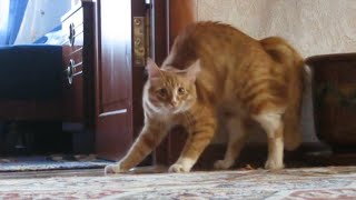 Adrenaline Cats  Funny Cat Video Compilation 2020 [upl. by Nesline]