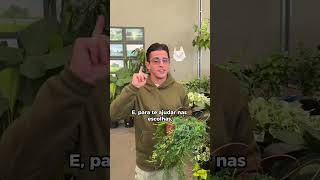 5 plantas para cultivar em vasos pendentes lojaplantei plantaspendentes [upl. by Arnulfo]