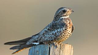 Voices Common Nighthawk [upl. by Ojeitak993]