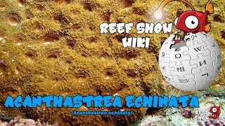 Reef Show Wiki Acanthastrea echinata [upl. by Sorac]