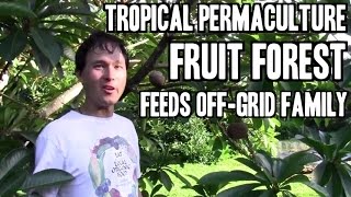 Tropical Permaculture Fruit Forest Feeds Off Grid Family [upl. by Wojcik]