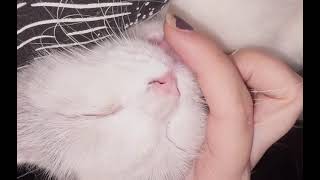 Satisfying Scratching my Cat Video satisfyingvideo pettingcat [upl. by Fox]