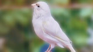 Canary Birds Singing training Singh Song Beautiful Canary [upl. by Verlee341]