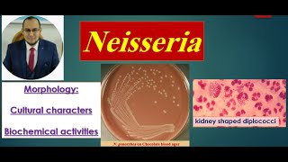 Neisseria 1 Morphology Culture Biochemical reactions quot Medical microbiology [upl. by Lenzi]