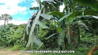 Vlog 26 FARMLOT FOR SALE  SAN ANTONIO QUEZON  2 HECTARES [upl. by Amikay700]