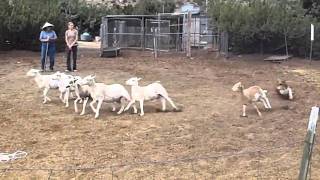 Australian Shepherd herds sheep for first time [upl. by Rosalie578]