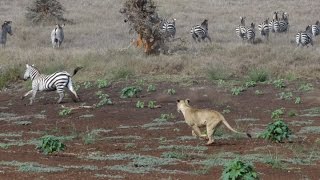 Lion Hunt At Lewa Zebra Ambush [upl. by Mehalick]