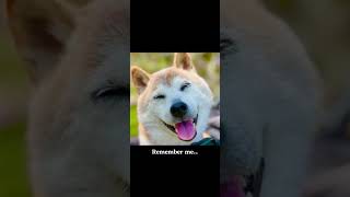 Kabosu The Meme Dog Has Passed 😞 [upl. by Marcell]