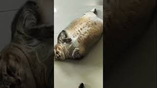 Funny cat  kitten❤️ cute cats shorts cat shortvideo trending funny animals tiktok dog fun [upl. by Tower994]