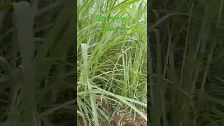 my Napier grass farming [upl. by Ezana]