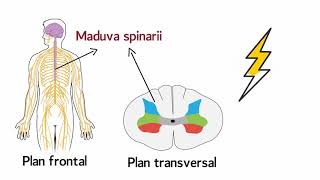 Functia de conducere a maduvei spinarii [upl. by Ribaj23]