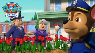 Poszukiwanie rzadkiego kurzego tulipana i nie tylko  Psi Patrol PAW Patrol po polsku [upl. by Ahsyat]