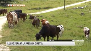 TG BASSANO 03072017  IL LUPO SBRANA LA PREDA IN DIRETTA [upl. by Angele593]