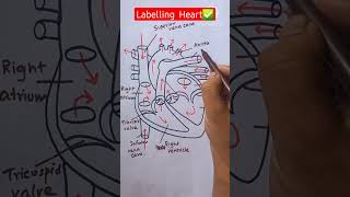 Labelling of Heart Diagram shorts youtubeshorts reels neet biology drawing [upl. by Mundy]