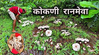 रानात मिळालेली अळंबी ♥️🍄konkan tranding kokan nature ranmeva food viralvideo [upl. by Kylander]